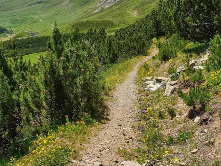 Aardepad tussen struiken en dennen op een berghelling – Bospad naar de Formicaio-ruïnes (CAI 173), Livigno